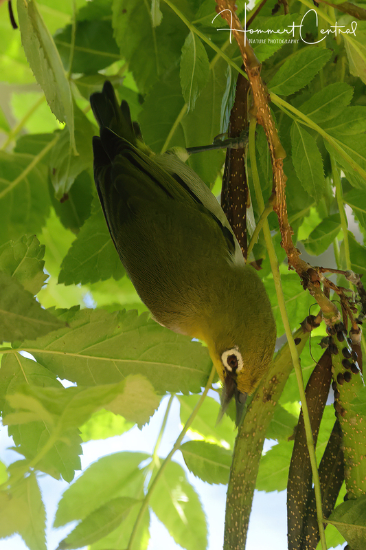 Swinhoes White-eye (02).jpg