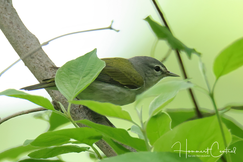 Tennessee Warbler (05).jpg