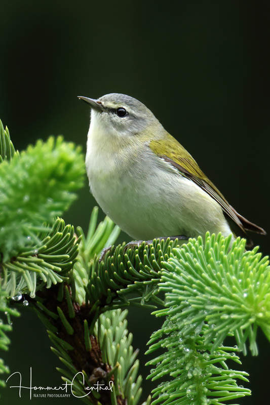 Tennessee Warbler (06).jpg