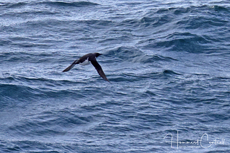 Thick-billed Murre (01).jpg