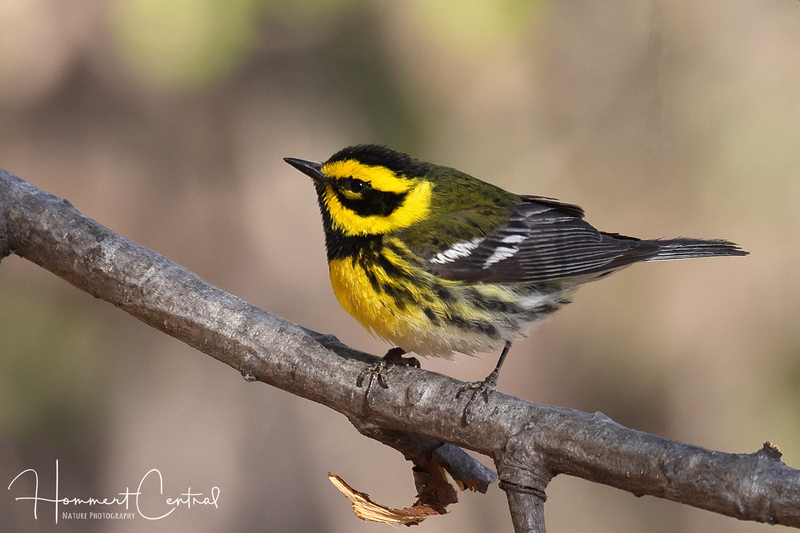 Townsends Warbler (05).jpg