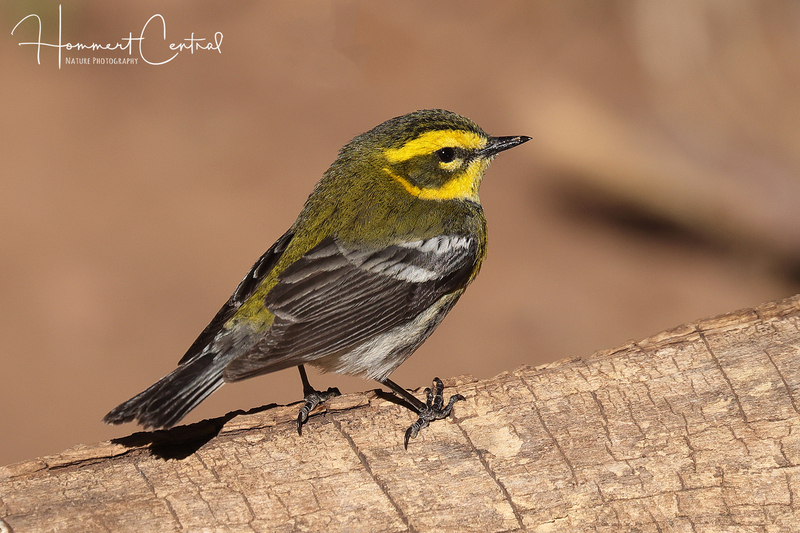 Townsends Warbler (female) (05).jpg