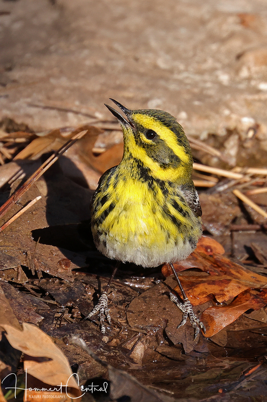 Townsends Warbler (female) (06).jpg