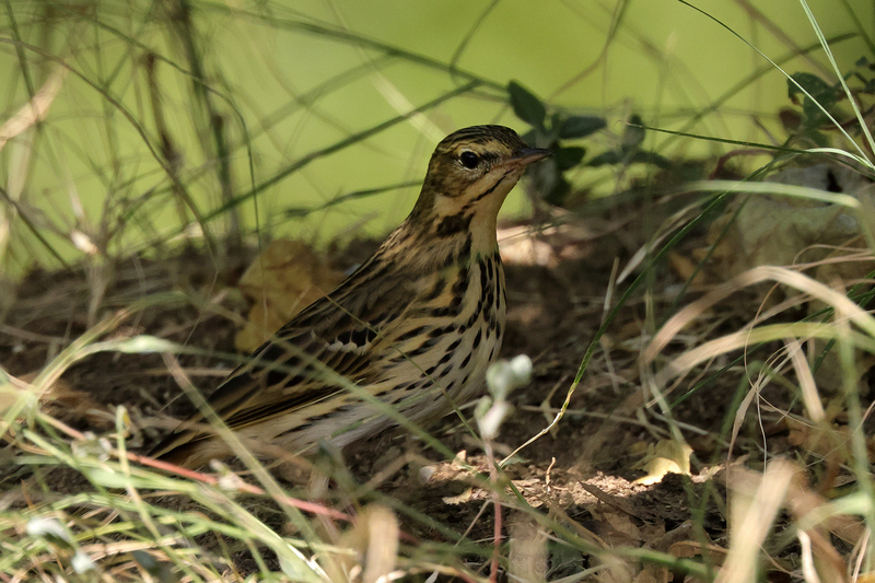 Tree Pipit (01).jpg