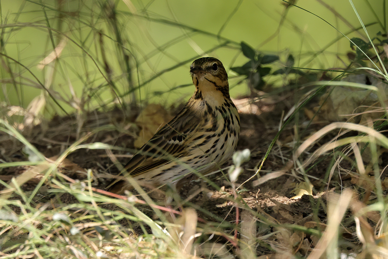 Tree Pipit (02).jpg