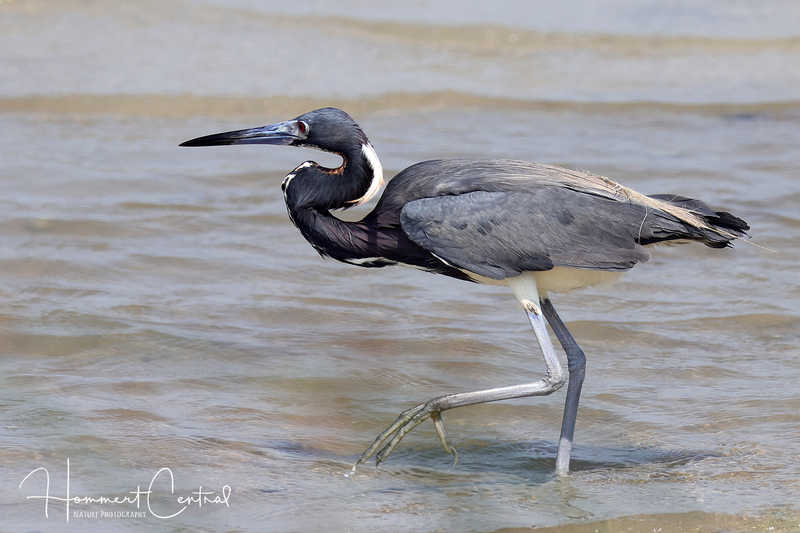 Tricolored Heron (23).jpg