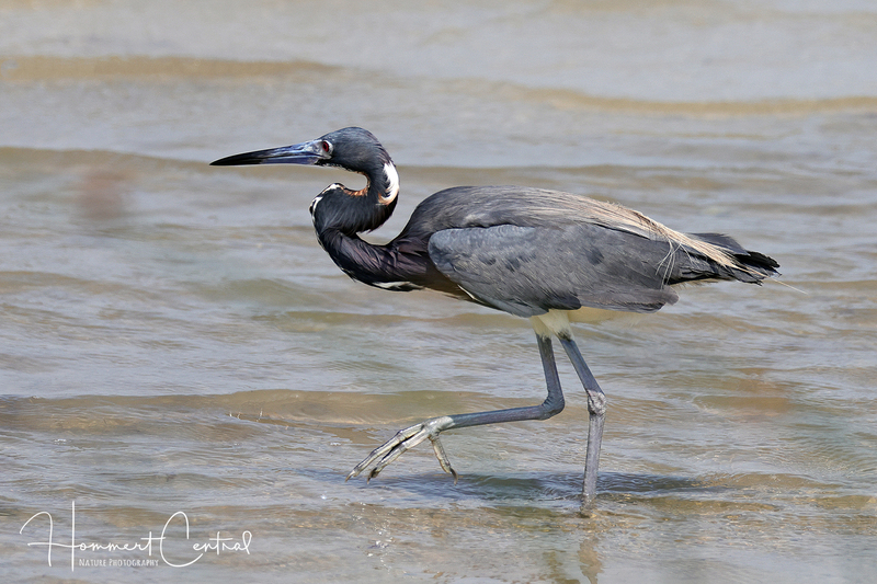 Tricolored Heron (24).jpg