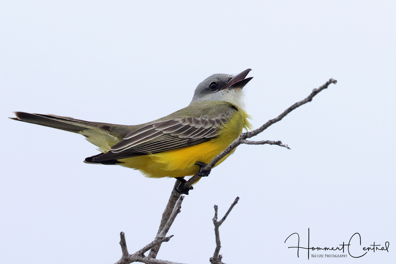 Tropical Kingbird (05).jpg