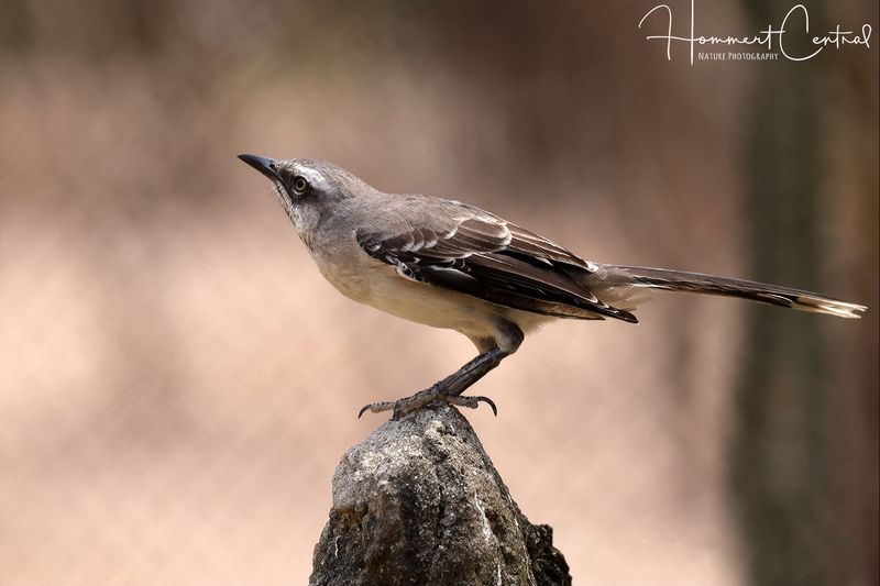 Tropical Mockingbird (01).jpg
