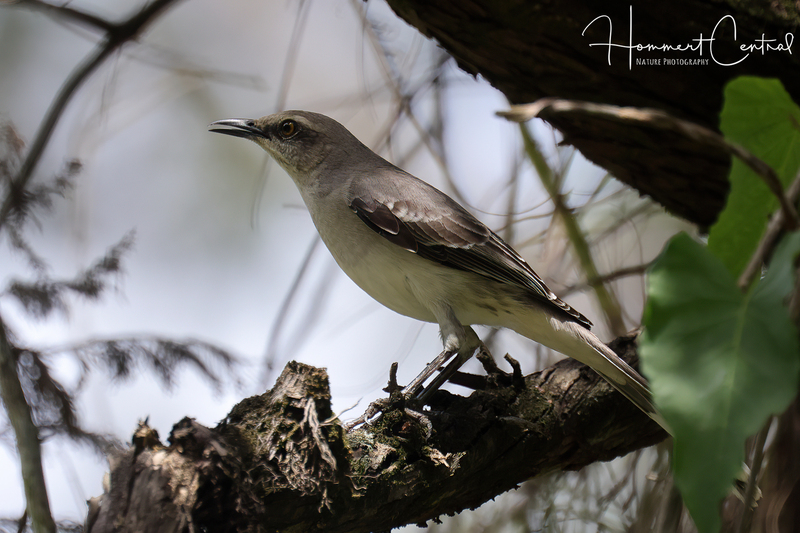 Tropical Mockingbird (02).jpg