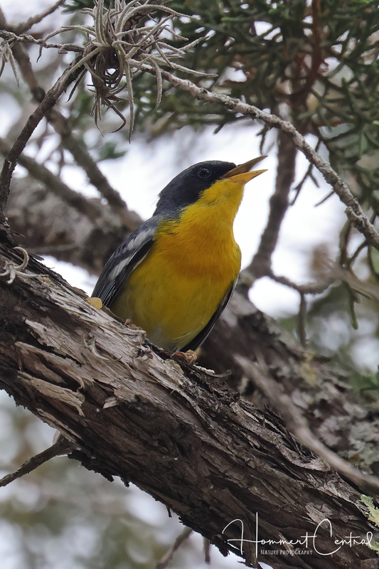 Tropical Parula (01).jpg
