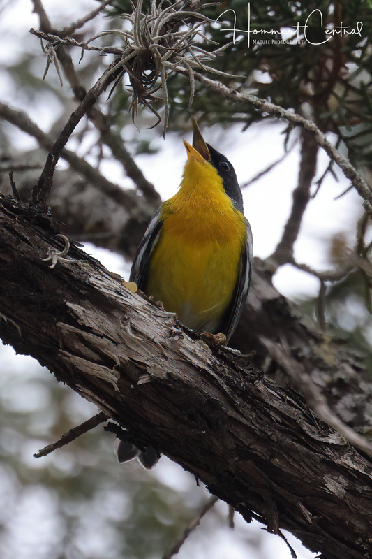 Tropical Parula (02).jpg