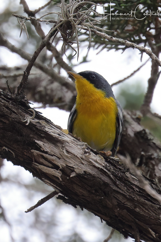 Tropical Parula (03).jpg