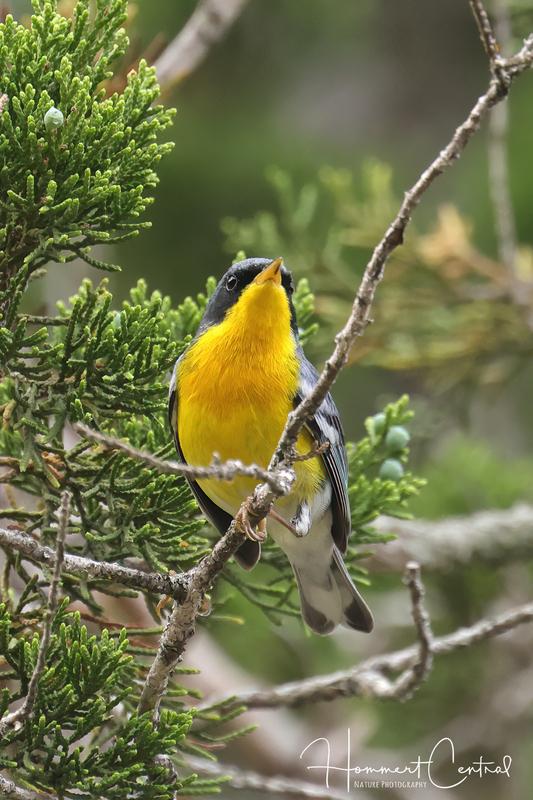 Tropical Parula (04).jpg