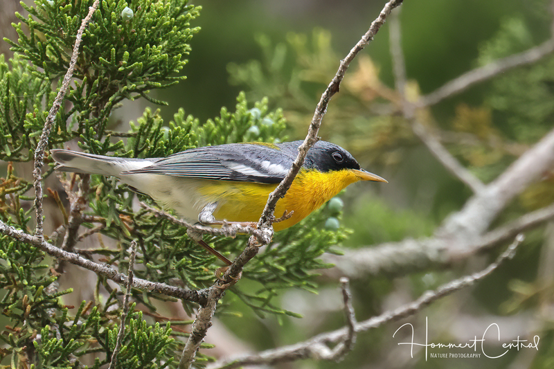 Tropical Parula (05).jpg