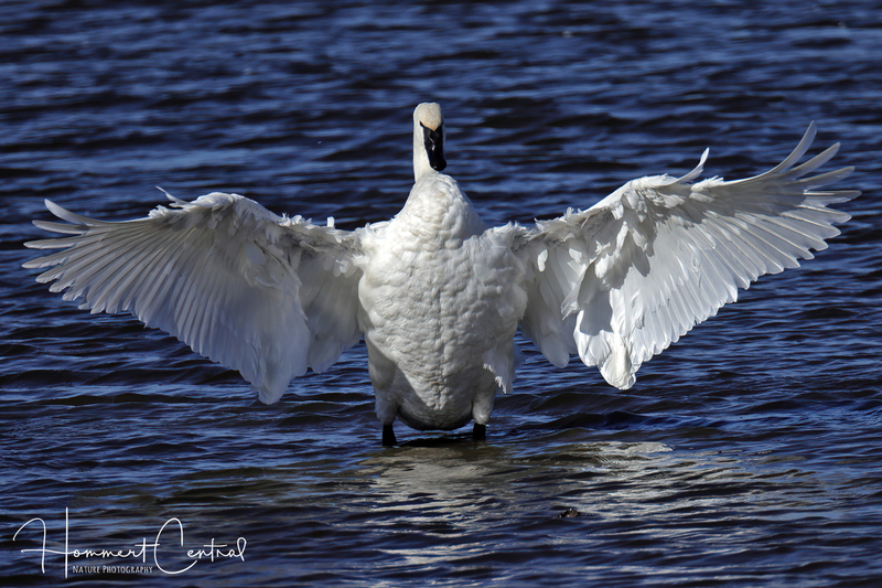 Trumpeter Swan (29).jpg