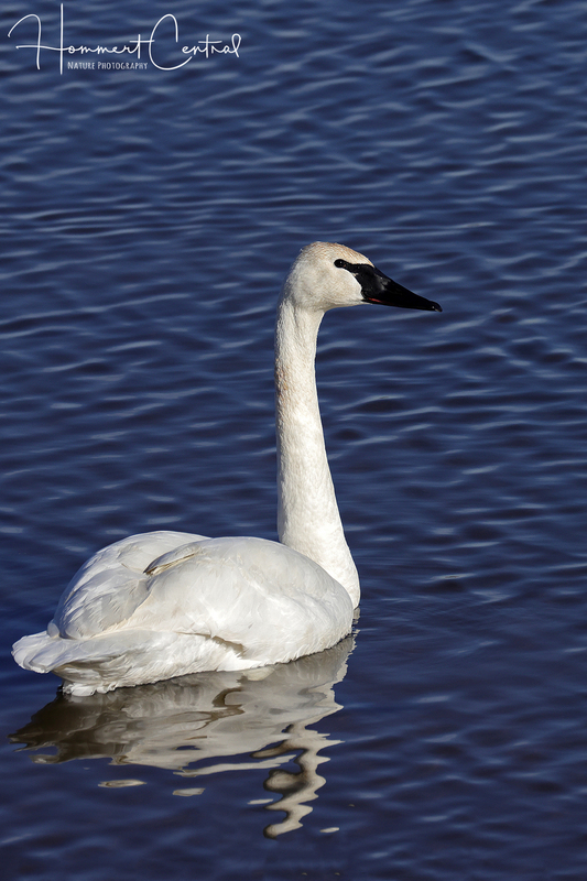 Trumpeter Swan (30).jpg