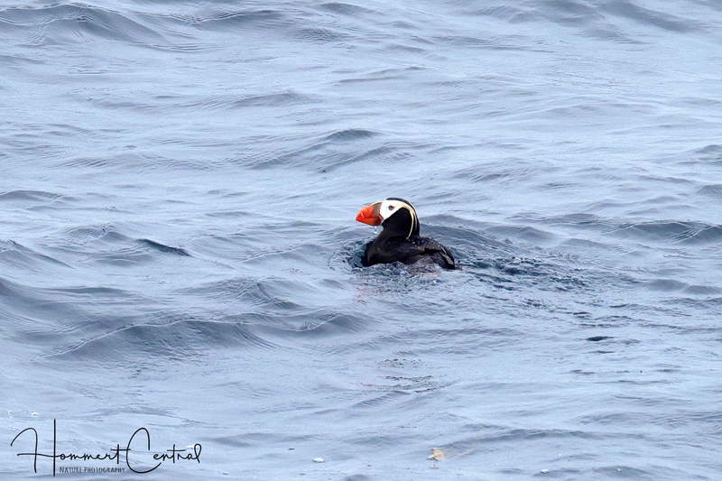 Tufted Puffin (01).jpg