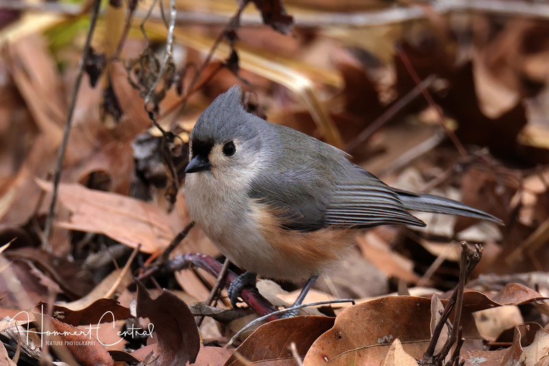 Tufted Titmouse (09).jpg