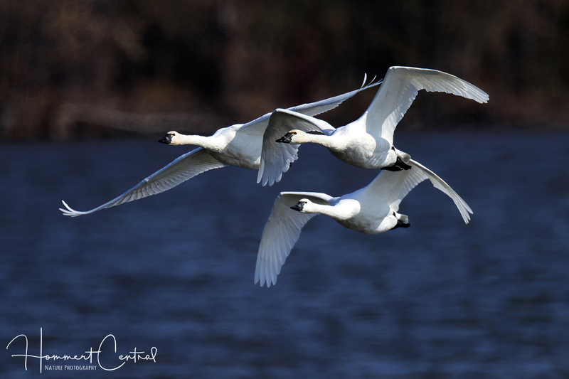 Tundra Swan (09).jpg