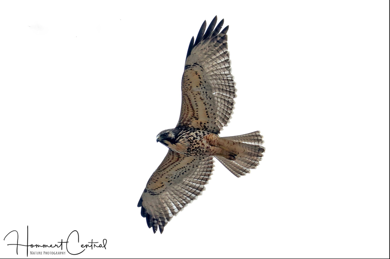 Variable Hawk (immature) (01).jpg