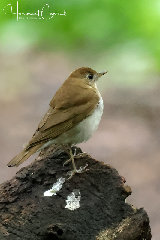 Veery (09).jpg