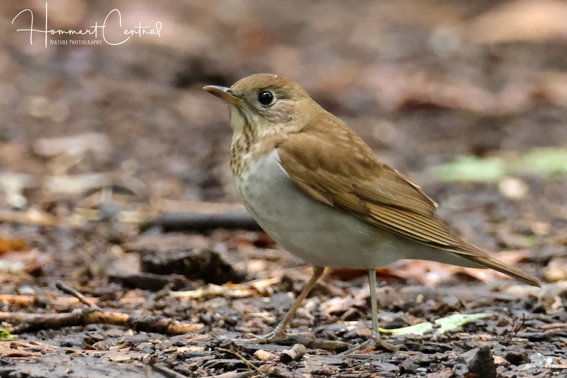Veery (10).jpg