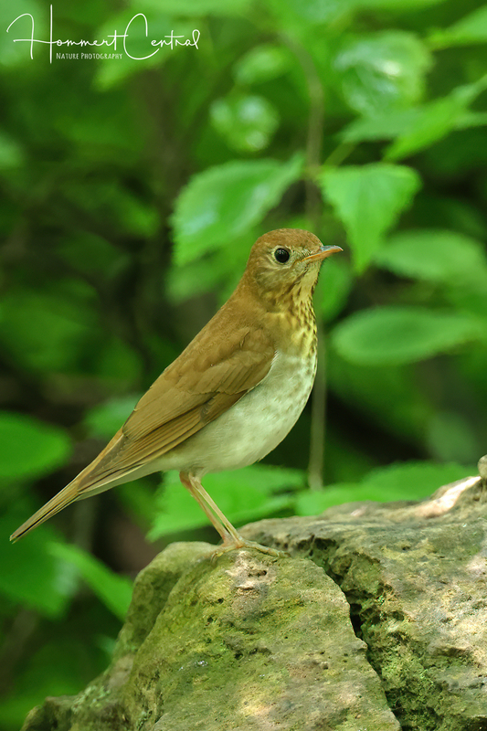 Veery (11).jpg