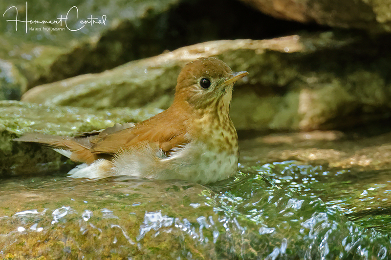 Veery (12).jpg