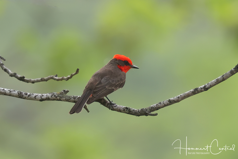 Vermillion Flycatcher (05).jpg
