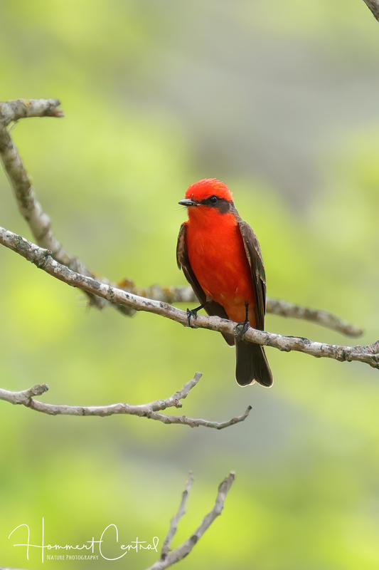 Vermillion Flycatcher (06).jpg