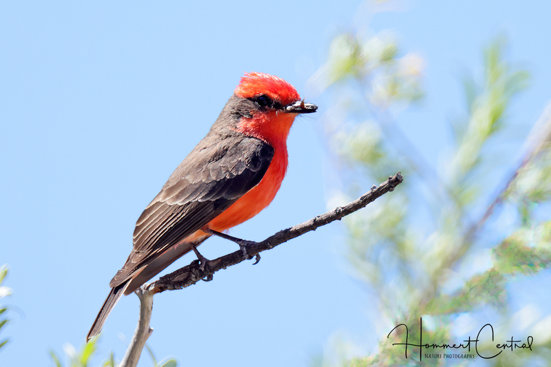 Vermillion Flycatcher (07).jpg