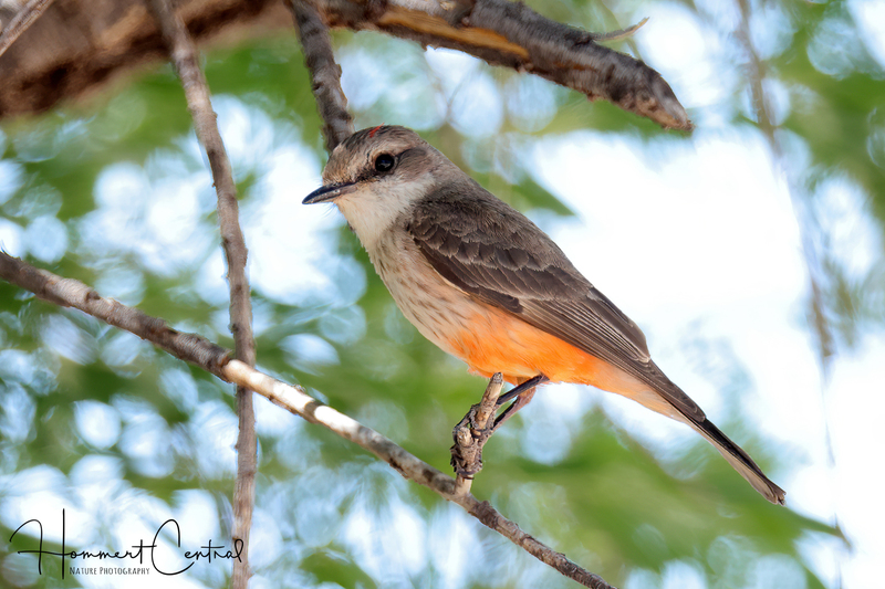 Vermillion Flycatcher (female) (03).jpg