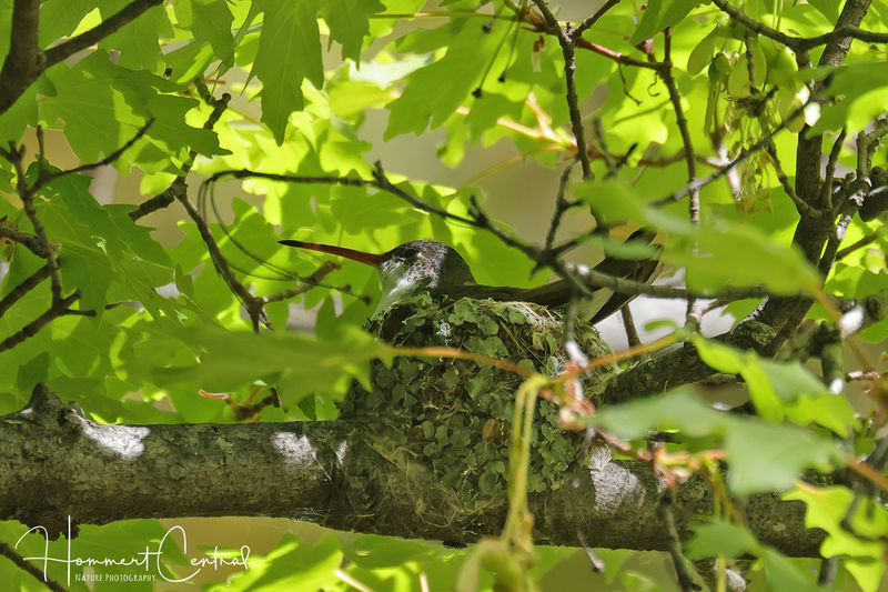 Violet-crowned Hummingbird (4).jpg