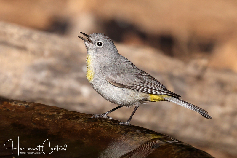 Virginias Warbler (03).jpg