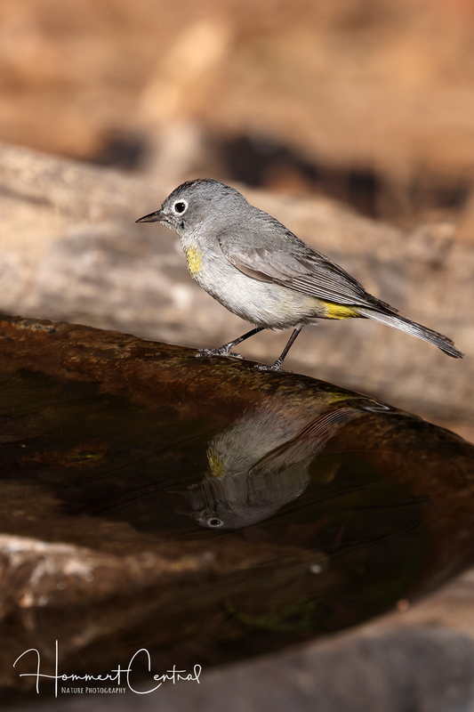Virginias Warbler (04).jpg