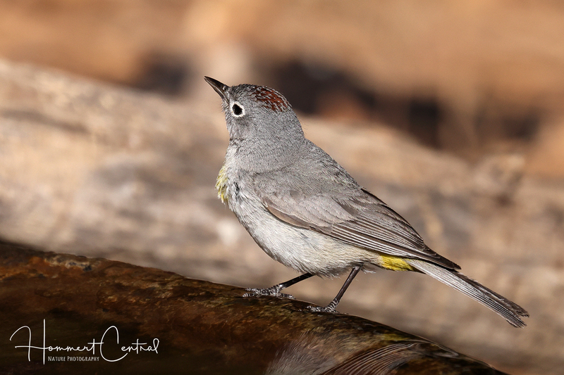 Virginias Warbler (05).jpg