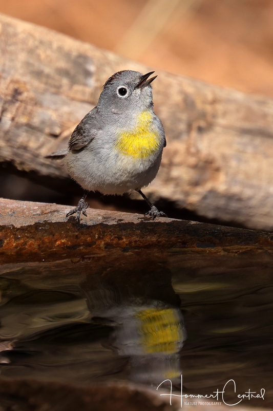 Virginias Warbler (06).jpg