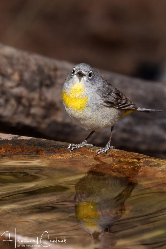 Virginias Warbler (07).jpg