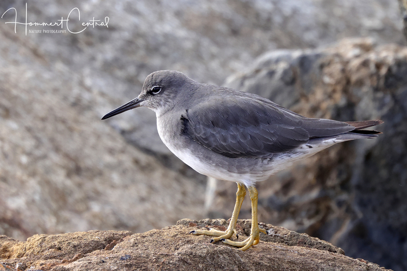 Wandering Tattler (03).jpg