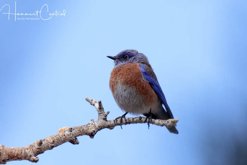 Western Bluebird (03).jpg