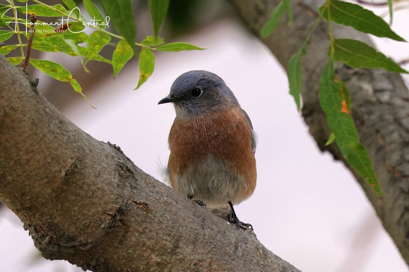 Western Bluebird (04).jpg