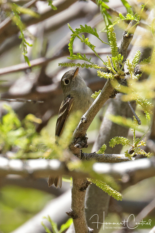 Western Flycatcher (02).jpg