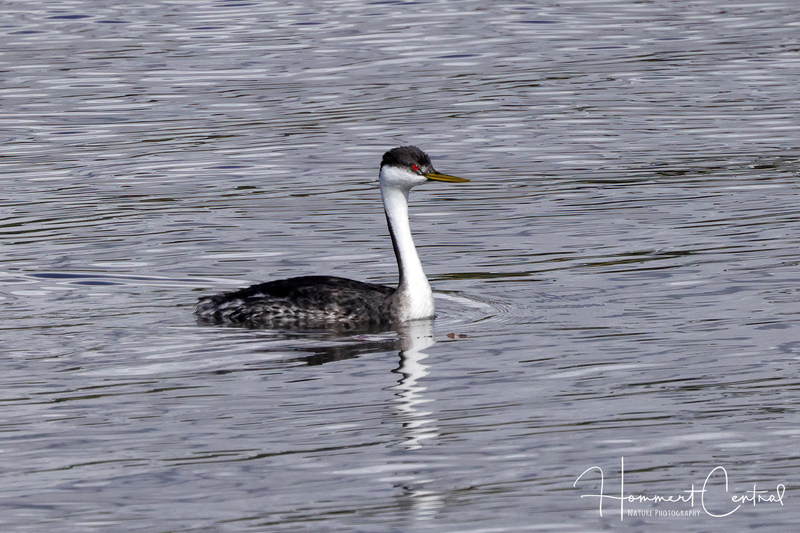 Western Grebe (05).jpg