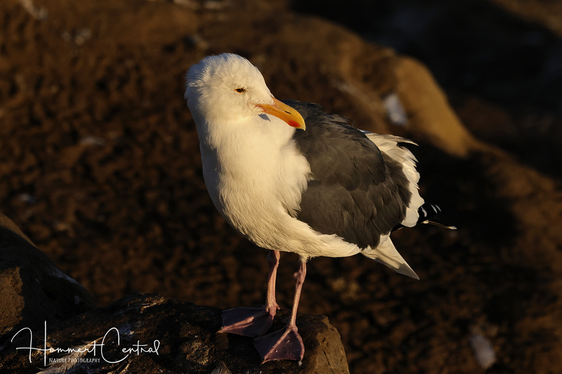 Western Gull (12).jpg