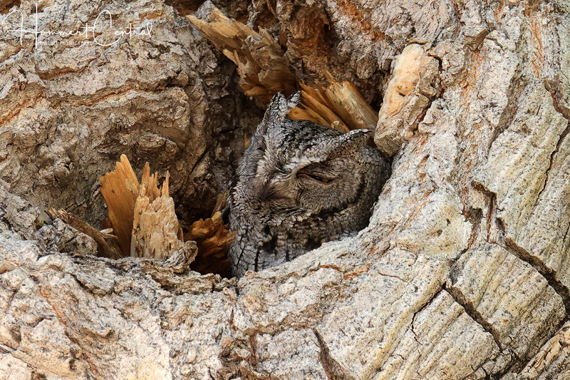 Western Screech-Owl (01).jpg