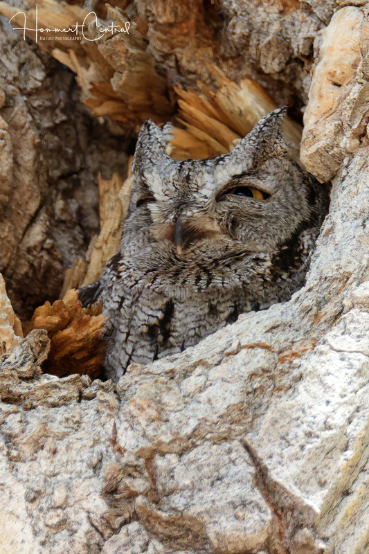 Western Screech-Owl (02).jpg