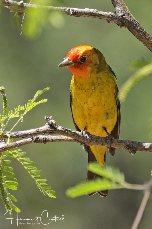 Western Tanager (02).jpg