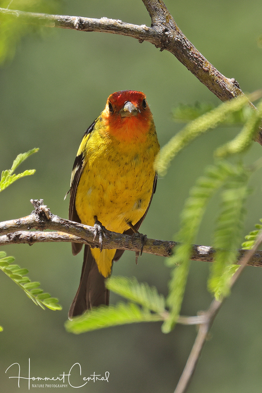Western Tanager (03).jpg