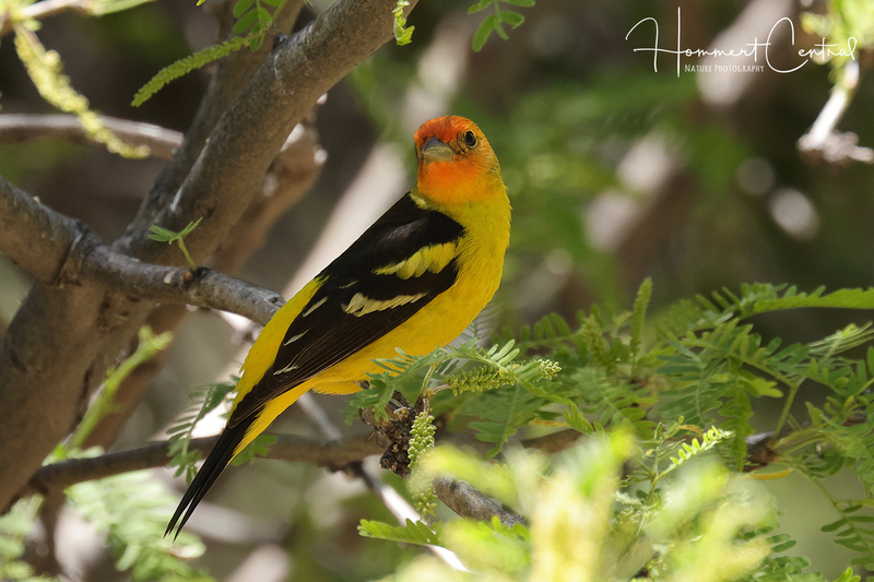 Western Tanager (04).jpg